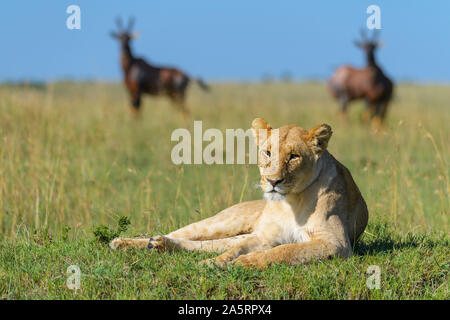 Leone africano, Panthera Leo, femmina con topi antilope, Damaliscus lunatus, il Masai Mara riserva nazionale, Kenya, Africa Foto Stock