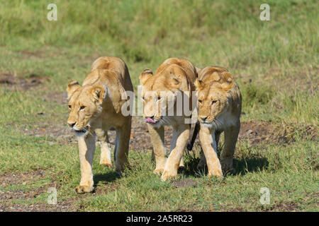 Leone africano, Panthera Leo, tre femmine, Masai Mara riserva nazionale, Kenya, Africa Foto Stock