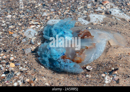 Un grande blu meduse velenose giace sull'oceano. Inquinamento ambientale concetto. Foto Stock