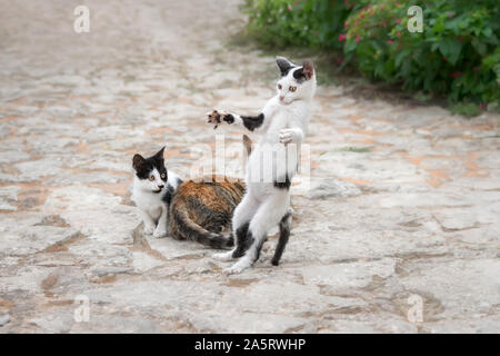 Funny gattino, bicolore bianco con il nero patch, giocando, in piedi sulle zampe posteriori con ampia diffusione di armi e di zampe in modo giocoso, Creta, Grecia Foto Stock