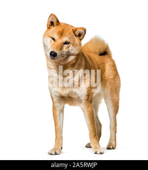Shiba Inu in piedi contro uno sfondo bianco Foto Stock
