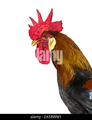 Gallo belga contro uno sfondo bianco Foto Stock