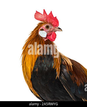 Gallo belga contro uno sfondo bianco Foto Stock