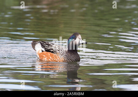 Chiloe Wigeon, Anas sibilatrix, singolo adulto maschio di nuoto. Captive. Dal Cile. Slimbridge, Gloucestershire, UK. Foto Stock