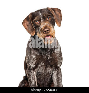 Tedesco puntatore Wirehaired anche sapere come Drahthaar seduti contro uno sfondo bianco Foto Stock