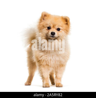 Pomerania cane contro uno sfondo bianco Foto Stock