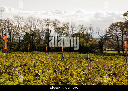 St Nicholas, Wales, Regno Unito, 22 ottobre 2019. Vista generale di un pick-il proprio campo di zucca vicino a Cardiff come approcci di Halloween. Credito: Mark Hawkins/Alamy Live News Foto Stock