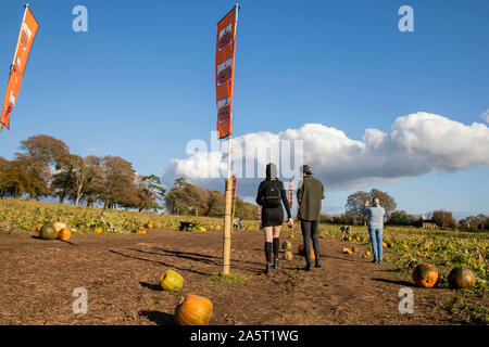 St Nicholas, Wales, Regno Unito, 22 ottobre 2019. Vista generale di un pick-il proprio campo di zucca vicino a Cardiff come approcci di Halloween. Credito: Mark Hawkins/Alamy Live News Foto Stock