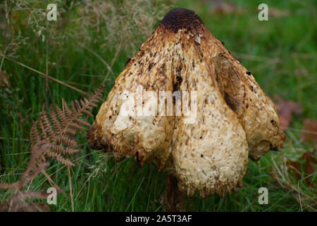 Fungo marrone funghi appare come la sua fusione Foto Stock