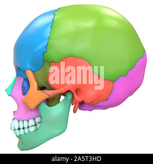 Scheletro umano sistema ossa del cranio anatomia Vista laterale Foto Stock