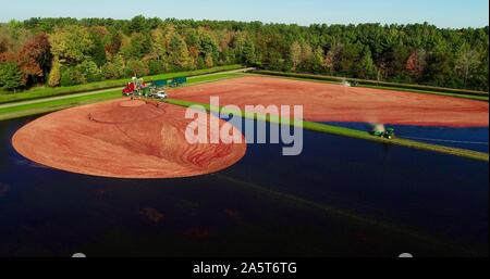 Vista aerea della raccolta di mirtilli rossi galleggianti in un invaso mirtillo palustre marsh in autunno in una fattoria fuori Wisconsin Rapids, Wisconsin, STATI UNITI D'AMERICA Foto Stock