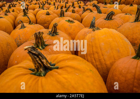 Righe di zucche arancione raggruppate in una patch per la vendita in una fattoria in autunno closeup Foto Stock