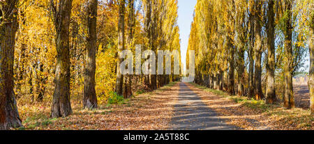 Panorama di autunno costoso tra gli alti alberi Foto Stock