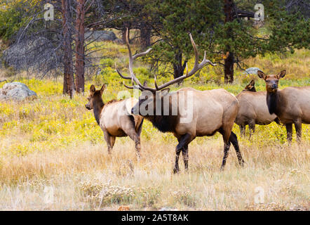 Majestic mandria di elk foraggio per il cibo fra i colori dorati di autunno su una bella montagna rocciosa serata d'autunno. Foto Stock