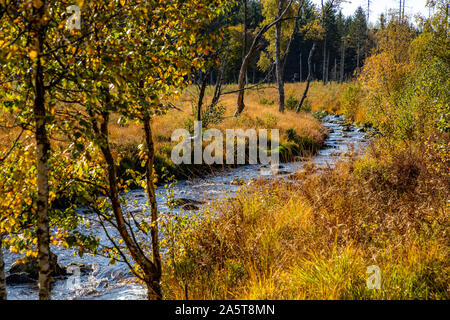 Il Belgio, la Vallonia, Hautes Fagnes, alta moor, in Eifel e la regione delle Ardenne, Hautes Fagnes parco naturale Eifel, a nord-est di Baraque Michel, creek, Foto Stock