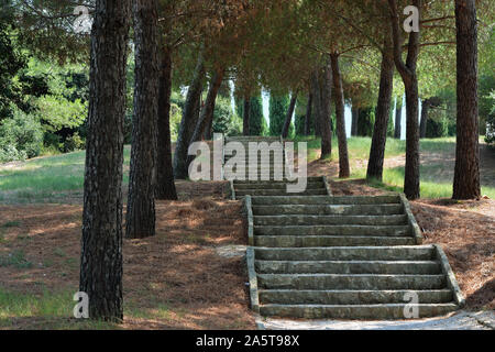 La scala di gradini di pietra in ombra del sud di pini su Isola Rossa in Croazia, vicino alla città di Rovigno. Foto Stock