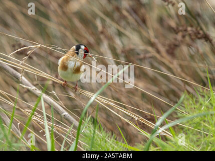 Cardellino europeo in erba essiccata Foto Stock