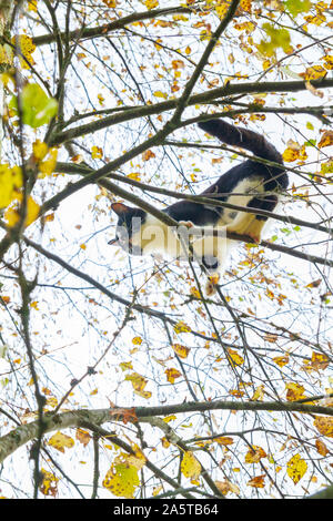 Bianco e nero gatto seduto su una betulla in autunno Foto Stock