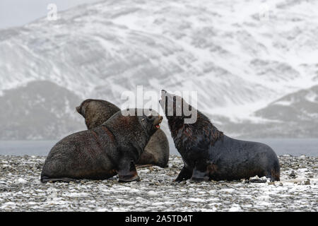 Tre Antartico le foche (Arctocephalus gazella) nel paesaggio innevato su una spiaggia di ciottoli mentre la neve è caduta, Georgia del Sud Foto Stock