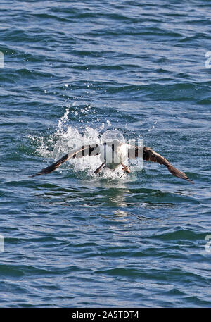 Il marangone dal ciuffo imperiale (Phalacrocorax atriceps atriceps) adulto tenuto fuori dal mare con materiale di nidificazione di Punta Arenas, Magellanic stretto, Cile Foto Stock