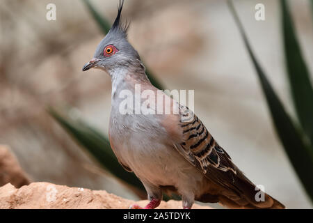 Ritratto di un piccione crestato (ocyphaps lophotes) appollaiate su una roccia Foto Stock