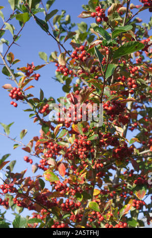 Crataegus persimilis 'Prunifolia splendens " frutti di bosco in autunno. Ampia -lasciava cockspur thorn 'Prunifolia'. Foto Stock