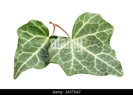 Impianto di guarigione studi: edera (Hedera helix) due foglie più giovani isolati su sfondo bianco Foto Stock