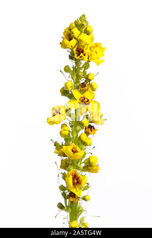 Piante di guarigione: Nero Mullein (Molène nigrum) - fiore su sfondo bianco Foto Stock