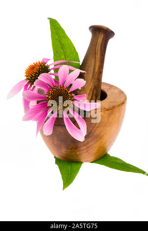 Piante di guarigione: coneflower (Echinacea purpurea) con mortaio di legno Foto Stock