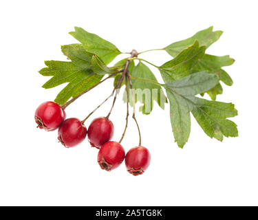 Piante medicinali: Crataegus monogyna (Crataegus monogyna) con bacche rosse isolato su sfondo bianco Foto Stock