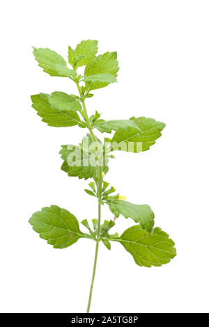 Melissa (Melissa officinalis var citrata.) - in piedi contro uno sfondo bianco Foto Stock