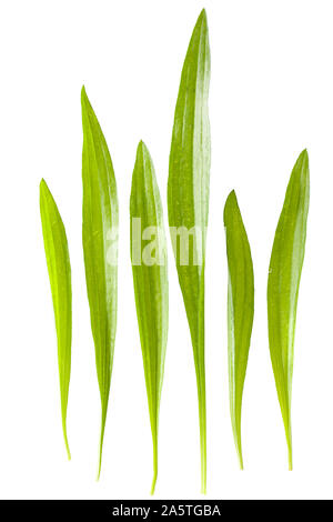 Spitz-piantaggine (Planzago lanceolata) lascia su bianco Foto Stock