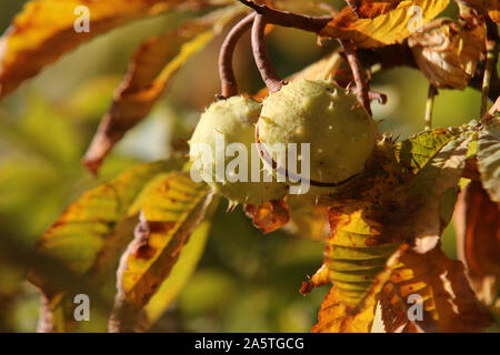 Blankenburg, Germania. 10 ottobre, 2019. Coppia castagne appesi ad un albero di castagno nella terrazza del giardino del piccolo castello di Blankenburg. Credito: Matthias Bein/dpa-Zentralbild/ZB/dpa/Alamy Live News Foto Stock