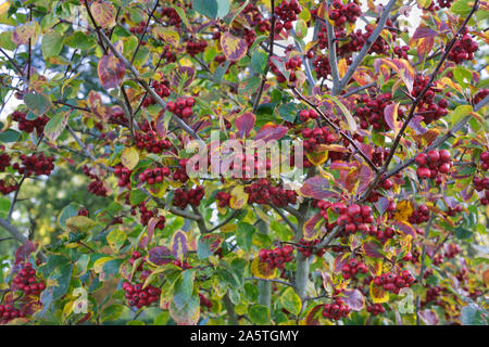 Crataegus persimilis 'Prunifolia splendens " frutti di bosco in autunno. Ampia -lasciava cockspur thorn 'Prunifolia' Foto Stock