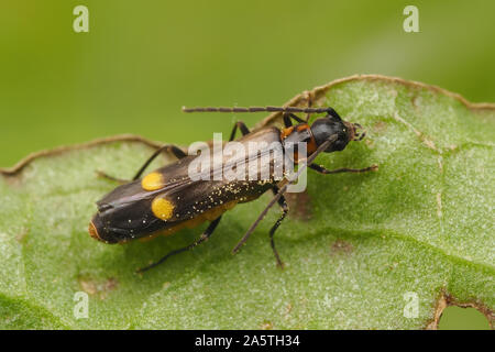 Malthodes o Malthinus sp soldato Beetle in appoggio sulla lamina. Tipperary, Irlanda Foto Stock