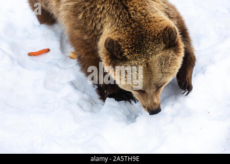 Vista dall'alto di un Europeo di orso bruno della neve in cerca di cibo Foto Stock