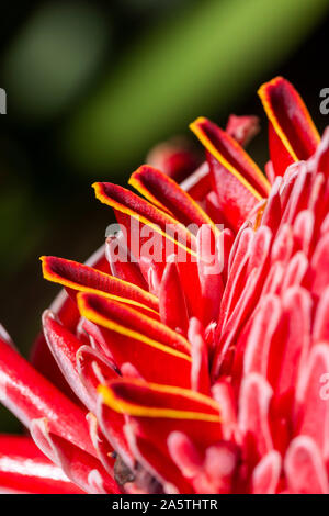 Macro dettaglio di bella ed esotica red fiore tropicale nella foresta pluviale atlantica, Serrinha do Alambari Riserva Ecologica Mantiqueira, montagne, R Foto Stock