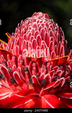 Macro dettaglio di bella ed esotica red fiore tropicale nella foresta pluviale atlantica, Serrinha do Alambari Riserva Ecologica Mantiqueira, montagne, R Foto Stock