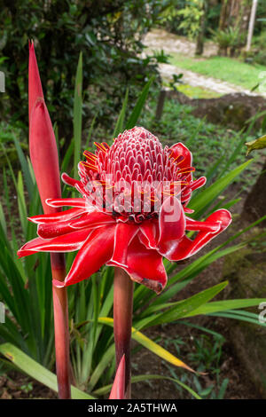 Bellissima ed esotica red fiore tropicale nella foresta pluviale atlantica, Serrinha do Alambari Riserva Ecologica Mantiqueira, montagne, Rio de Janeiro, B Foto Stock