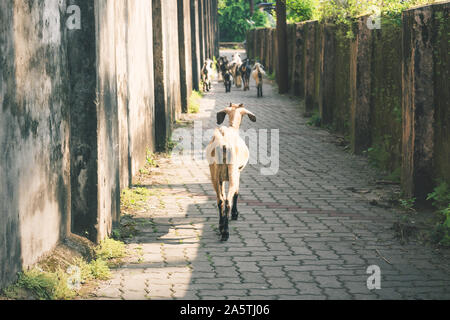 Caprini in uno stretto vicolo soleggiata nel centro della città di Fort Kochi, Kerala, India Foto Stock