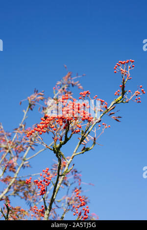 Sorbus commixta. Bacche rosse su un giapponese Rowan tree. Foto Stock