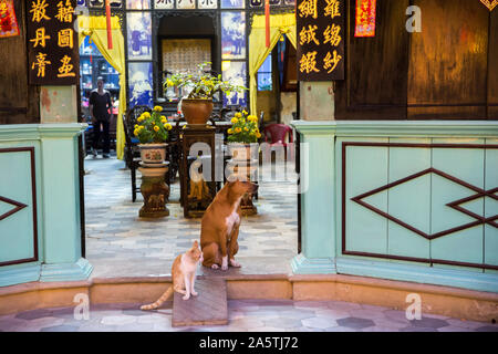 Un cane e gatto sedere alla porta di una tradizionale casa vietnamita. Foto Stock
