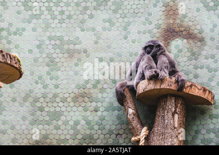 Argento vecchio gibbone seduto su un albero in un giardino zoologico guardando intorno Foto Stock