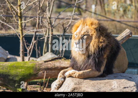 Leone maschio a prendere il sole sulla roccia in zoo Foto Stock