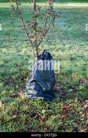 Il rilascio lento ad albero borsa di irrigazione Foto Stock