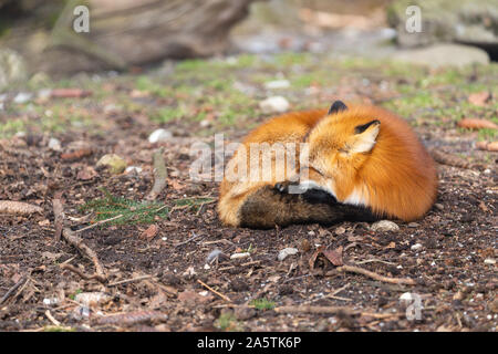 Close-up di un sonno fox nel selvaggio con spazio di copia Foto Stock