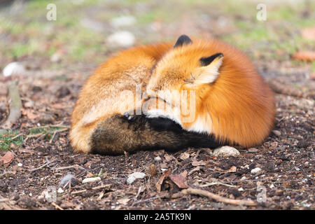 Close-up di un sonno fox nel selvaggio Foto Stock