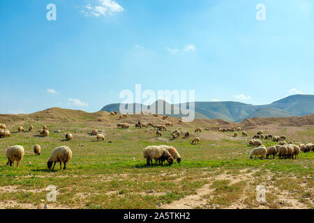 Bedouin pecore pascolano vicino al 'Auja, Governatorato di Gerico, West Bank, Palestina Foto Stock