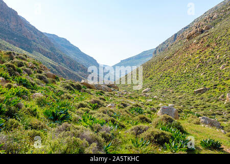 Wadi Jihar gorge, El Kanub Riserva Naturale. Arab ar Rashaydah, Governatorato di Hebron, West Bank, Palestina. Foto Stock