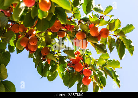 Un mazzetto di colorati frutti persimmon (Caqui fruta in nome italiano)sulla frutta persimmon Tree, nel giardino di Villa Borghese Roma Italia. Foto Stock